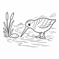 Coloriage bécasse semi réaliste simple au bord d’un ruisseau, roseaux et pierre ronde