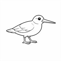 Coloriage bécasse semi réaliste simple de profil, long bec fin visible et contours faciles