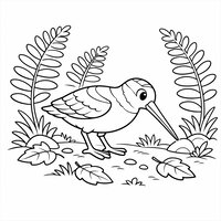 Coloriage bécasse réaliste simplifiée au sol dans un sous-bois, fougères larges et feuilles