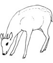 coloriage biche imprimer