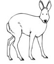 superbe coloriage de biche pour imprimer