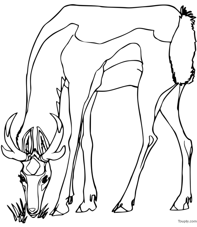 coloriage-biche Page 33