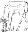 imprimer ce coloriage gratuit de biche