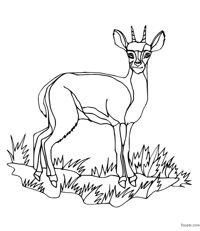 coloriage-biche Page 34