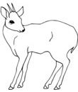 biche a colorier pour les enfants