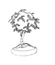 arbre bonsaï 18