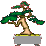 coloriage a imprimer de bonsai