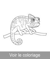 caméléon mignon