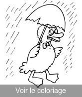 canard pluie parapluie