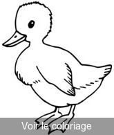 Coloriage Canard