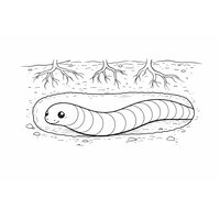 Coloriage cécilie réaliste simplifiée dans une galerie de terre en coupe, racines en contours