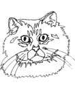 premier coloriage de chat