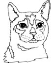 quatrième coloriage de chat