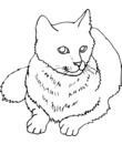 chat de type chartreux