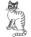chat tigré gris
