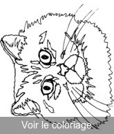 Coloriage tête de chat | Toupty.com