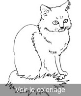 Coloriage chat position assise | Toupty.com