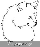 Coloriage chat blanc | Toupty.com