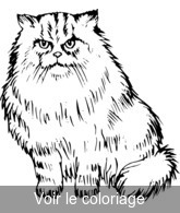 Coloriage chat chartreux | Toupty.com