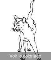 Coloriage petit chat agile | Toupty.com