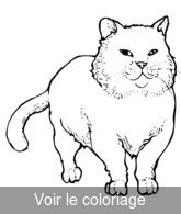 Coloriage chat sur ses quatre pattes | Toupty.com