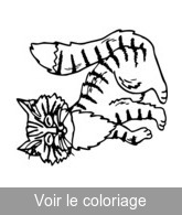 Coloriage chat tigre | Toupty.com