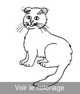 Coloriage chat poil long marron | Toupty.com