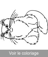 Coloriage chaton grande moustache | Toupty.com