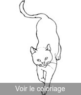 Coloriage chat bleu gris | Toupty.com