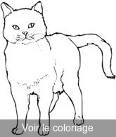 Coloriage beau chat gris noir | Toupty.com