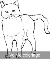 Coloriage beau chat gris noir | Toupty.com