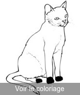 Coloriage chat bout patte noir | Toupty.com