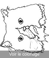 Coloriage gueule de chat persan | Toupty.com