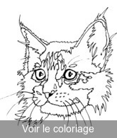 Coloriage gueule de chat | Toupty.com