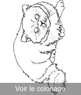 Coloriage chat blanc allongé