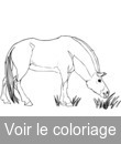 cheval broute herbe nourriture