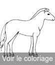 jeune cheval poulain