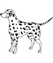 chien dalmatien