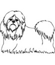 chien shih tzu