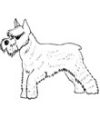 chien schnauzer