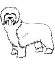 chien de montagne
