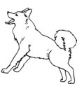 chien traineau huski