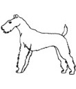 chien fox terrier