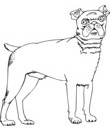 chien type boxer