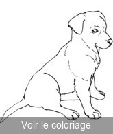 coloriage Chiot labrador