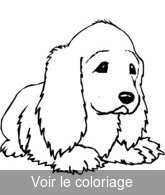 coloriage Chiot cocker triste