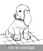 coloriage Chiot aux oreilles pendantes