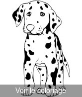 coloriage Chiot dalmatien