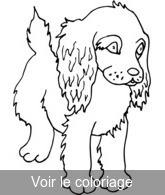 coloriage Chiot cocker anglais