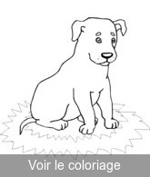 coloriage Chiot de race